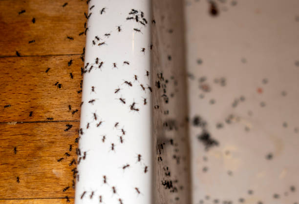 Best Affordable Pest Control Services  in Buckhorn, CA